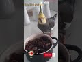 Monty The Naughty Cockatiel's weekly moments. ❤️❤️part 47❤️❤️