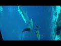 Georgia Aquarium - enjoying whale sharks and such after Dra
