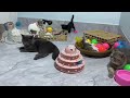 CLASSIC Dog and Cat Videos😺1 HOURS of FUNNY Clips😻🐈