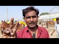 मकनपुर के सस्ते घोड़े | मकनपुर हॉर्स मेला | makanpur horse mela 2020 | pkraj vlogs