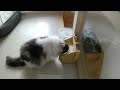 Cat video