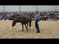 Creating a Sense of Safety with a Brumby - Equitana Melbourne 2022