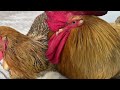 The kitten wants to eat the rooster.It's too hard to bite!hen sleeps with the kitten.😂Cute funny cat