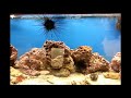 Sea Urchin Moving Across Tank