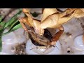 Ghost Mantis Feeding