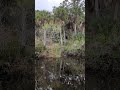 Red Bug Slough Sarasota Florida January 15th 2024