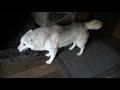 Husky doesn't want to go outside and play so she throws a temper tantrum!