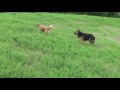 German Shepherd Running Slow Motion