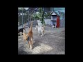 ❤️😻 Funniest Cats and Dogs 😹🤣 Funny Animal Videos 2024 #17