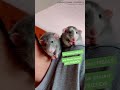 The CUTEST most ADORABLE RATS 2