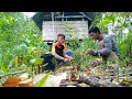 panen Langsat makan puas di kebun kakek