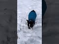 My 1 year old Boston Terriers enjoying their snow day in Tennessee.