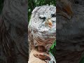 Barred Owl, mostly blind