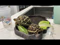 Baby tortoises bath time 🛁