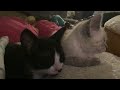 Our adorable kittens and cats sleeping like little angels   MUST SEE !