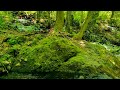 Sounds of Nature | Relaxation By The Sounds Of The River Meditation, Spa, Zen, Study, Work, Sleep