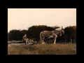 Maurice Jarre : Witness : Building the Barn. Andrew Newell Wyeth : Paintings.