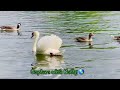 Mute swan #muteswans #swan #foryou #explore #follow #viralvideo #subscribe #share #foryou #youtube