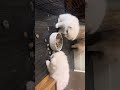Pomeranian puppies eating together and playing