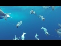 GoPro Awards: Marlin Encounter