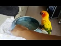 My sun conure. Trying to let him take a bath for the very first time. (failed)