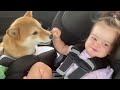 Funny Babies Playing with Dogs Compilation - Funny Baby and Pets || Cool Peachy