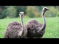 Ostrich | S1 E2