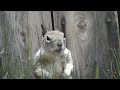 Chirping Ground Squirrel