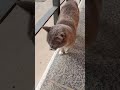 UN DIRECTO!!!😺EL GATUNO DE CADI.