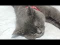 New Funny Animals 😸🐶 Best Funny Dogs and Cats Videos Of The Week