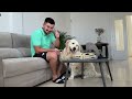 Golden Retriever Finds a Juicy Steak Left Alone