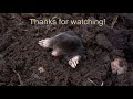 The creature from beneath leaf litter (mole)