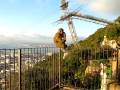 Gibraltar Mountain Monkey Business Part 1 of 2
