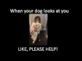 When your dog asks for help! #justShootme #dogsLivesmatter
