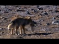 A Tibetan Fox and a Brown Bear hunting Pikas in the Himalayas