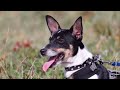 Dog Leash Commercial - No Watermarks. Registered. (42 Seconds)