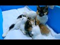 Mama Cat couldn't resist the meowing of her hungry kittens.