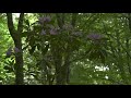 4K HDR Rhododendron Forest - REALTIME Birdsong - 8 Hours NO LOOP Bird Sounds - Relaxing Nature Video