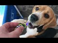 TOP 10 Beagle Dog Parties Ft. Louie & Marie