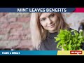 Mint Leaves Benefits (You May Not Know 9 Health Benefits Of Mint Leaves)