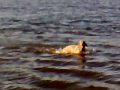 Milo the Weimaraner swimming.