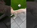 Dog goes crazy with plant pot