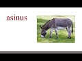 Animals in Latin