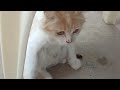 Cute Cat 😺 Licking And Hiding Under Chair 🪑