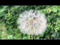 Small Garden Tour With Beautiful Summer Flower Ideas & Creative Container Displays for Colour & Joy