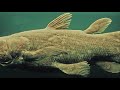Loch Ness Outdone: Rediscovery of the Coelacanth
