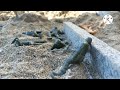 Omaha Beach assault (plastic army men stopmotion)#assault