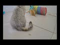 A fun day with adorable cat actions 😂 Funny Cats Moments ❤️