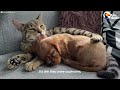 Cat Adopts His New Puppy Brother The Second He Meets Him | The Dodo