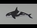 How to Draw Killer Whale Orca | How to Draw Animals Easy Art Tutorial